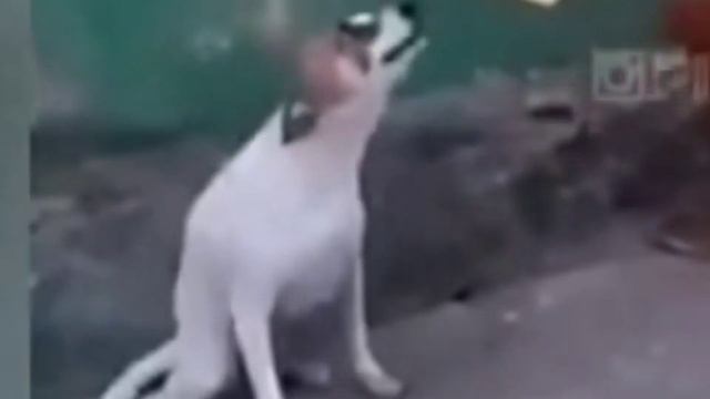 САЛО САЛО САЛО УКРАЇНСЬКЕ САЛО (СОБАКА) смотреть онлайн