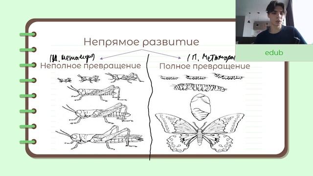 ОНТОГЕНЕЗ для ЕГЭ по биологии -- постэмбриональное развитие (2 часть) смотреть онлайн