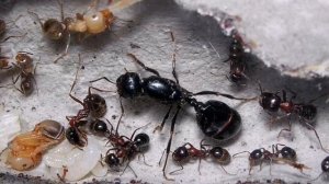 Муравьи messor denticulatus. Обзор на красногрудых жнецов. #МуравьиЯрославль
