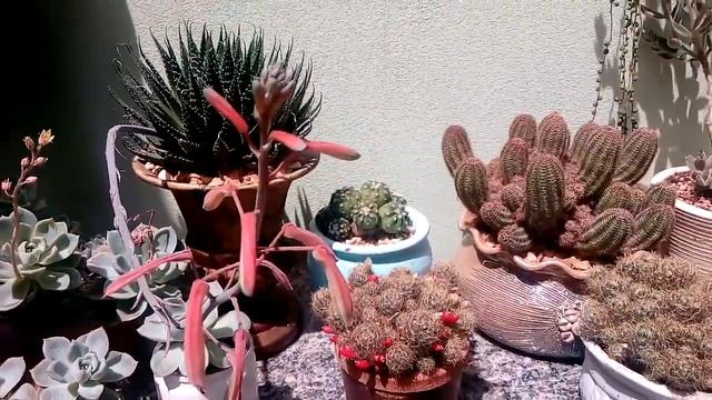 Flores da lobívia arachnacantha. Porque hoje é sábado | A bênção, Tom & Vínícius! смотреть онлайн