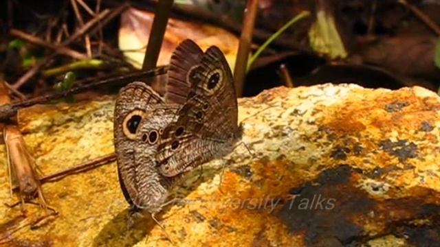 Mating Common Fivering (Ypthima baldus) butterflies смотреть онлайн
