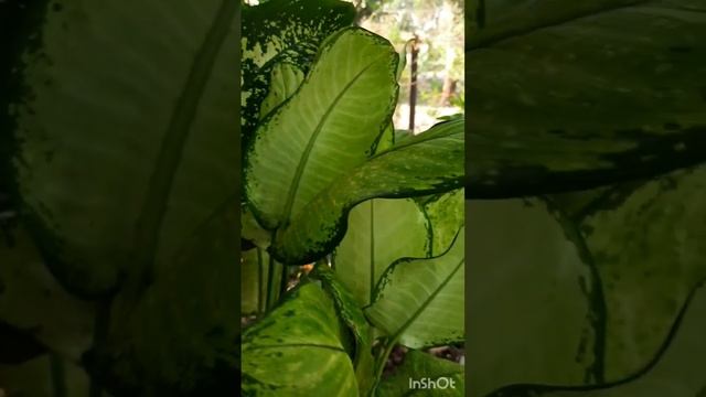 Dieffenbachia Plant Easiest  Care Tips And Tricks  #dumb Cane  #flower World #shorts #youtubeshorts