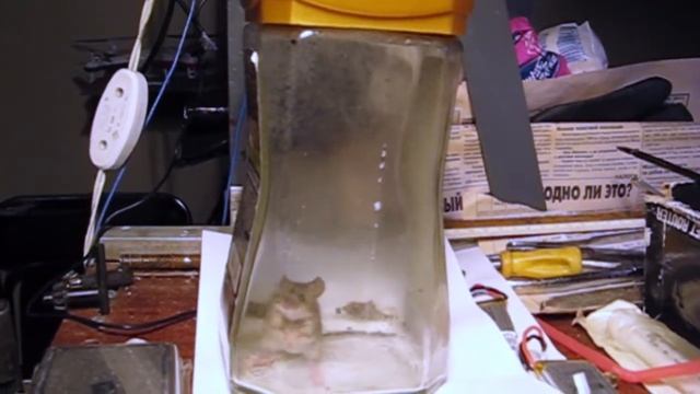Кофейная мышка с музыкальным слухом (соседка по комнате) смотреть онлайн
