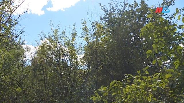 Андрей Бочаров поручил начать возведение лесополос в Волгоградской области смотреть онлайн