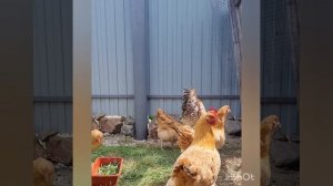 Самая лучшая порода кур #нидерхайнер #куры #породныекуры #bestchiken