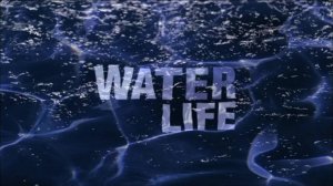 26 сезон 2 серия | Странствующая вода | Водная жизнь