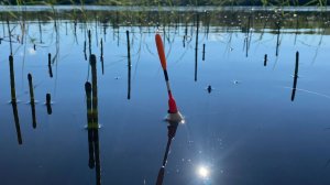 РЫБА САБЛЯ. Ловля чехони на поплавочную удочку. Рыбалка на реке Волхов 2021
