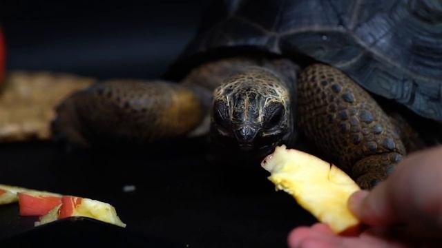 ASMR Turtle Eating Apple Mukbang 🐢🍎 смотреть онлайн