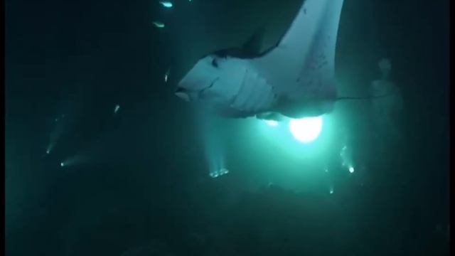 Curt and Andy Dive with the Manta Rays смотреть онлайн
