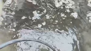 Белый амур 2