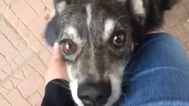 Митька - пёс с трудной судьбой. Ищет семью! смотреть онлайн