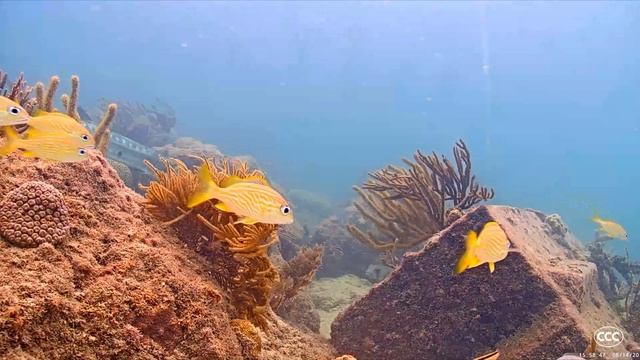 Barracuda filmed at 1:2 speed, near Miami FL on June 14, 2020 смотреть онлайн
