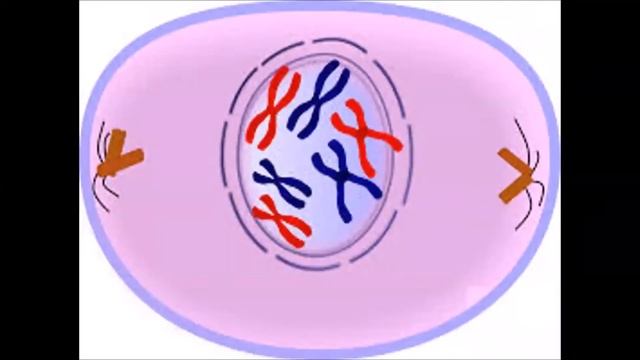 A Level cell division смотреть онлайн