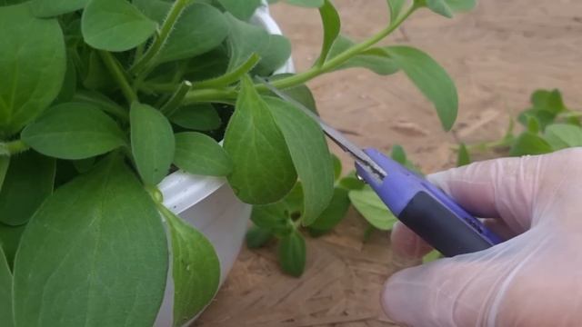 Крайняя стрижка петунии в кашпо, удаляем лист.Наконец то нашёл хороший градусник для улицы,дома. смотреть онлайн
