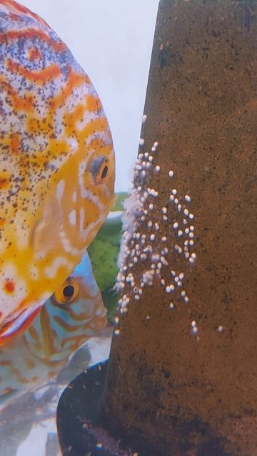 Первая личинка молодой пары дискусов. смотреть онлайн