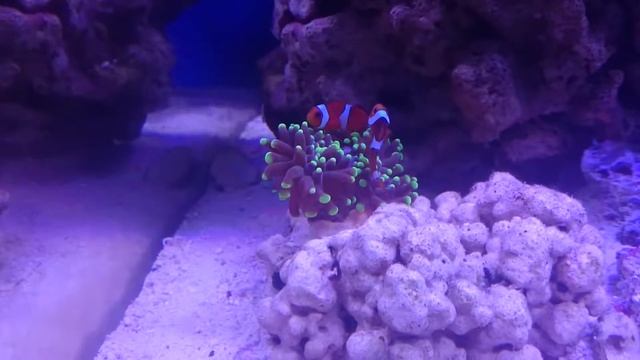 Amphiprion ocellaris & Euphyllia paradivisa смотреть онлайн