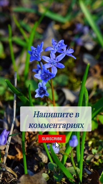 Как называется этот цветок? 🤔 #вопросы #эрудиция #эрудитплюс смотреть онлайн