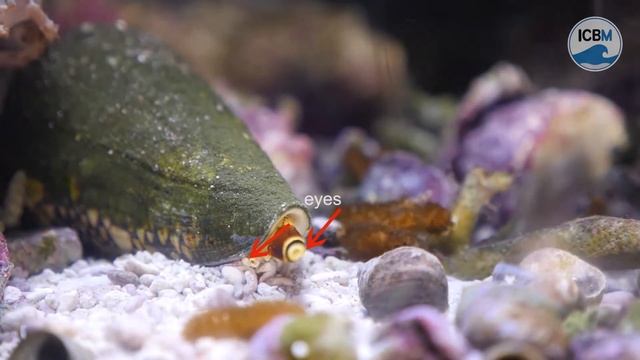 The Marbeled Cone, Catching its Prey смотреть онлайн