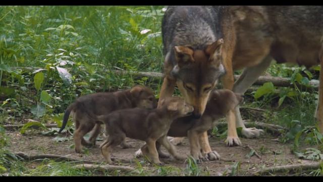 Resilience: Story Of The American Red Wolf смотреть онлайн