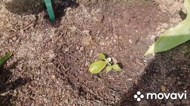 СПЛЮ ПО 3 ЧАСА В СУТКИ НО ВИДЕО СНЯЛА ✌️✌️ смотреть онлайн