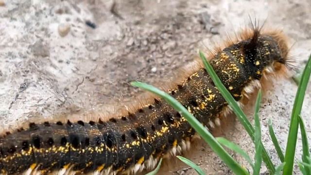 Euthrix potatoria / Гусеница коконопряда травяного / часть 1 смотреть онлайн