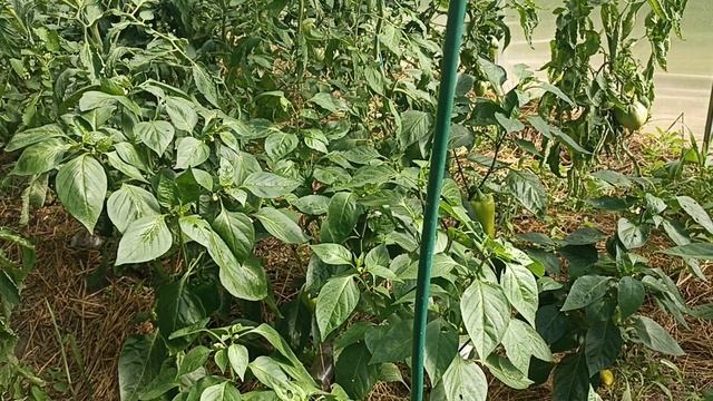 Борьба со слизнями на перцах