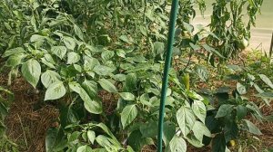 Борьба со слизнями на перцах