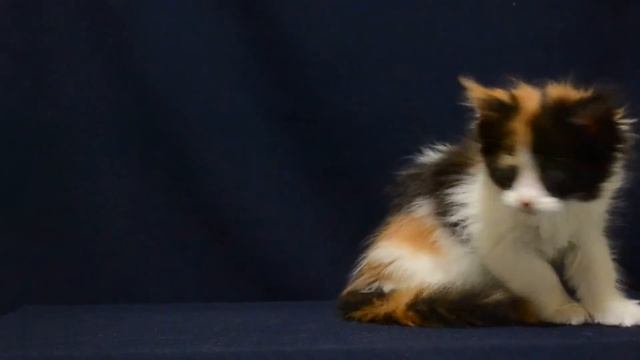 Кошечка мейн кун Глэдис смотреть онлайн