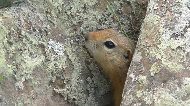 Хранитель древнего кургана | Guardian of the ancient mound смотреть онлайн