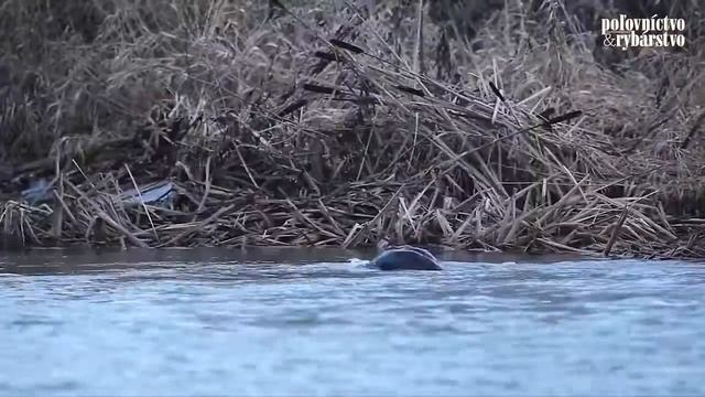 Lutra Lutra - otter- vydra riečna смотреть онлайн
