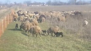 Работа электропастуха Olli сеть для овец