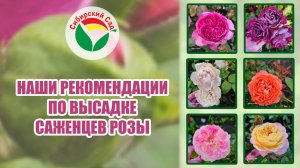 Наши рекомендации по высадке саженцев розы