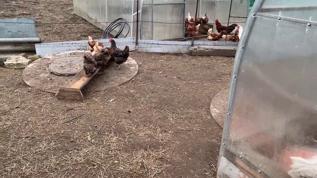 Цыпляткам 5 сутки🐥Короткая нарезка 2 апреля 2025 года смотреть онлайн