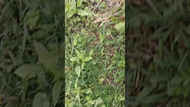 поймали много рыб смотреть онлайн