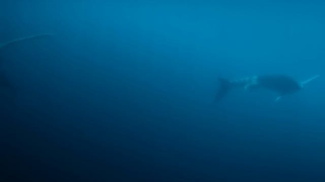 The Largest Creatures That Have Ever Existed on Earth смотреть онлайн
