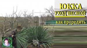 Уход за юккой весной Показываю, как проредить юкку