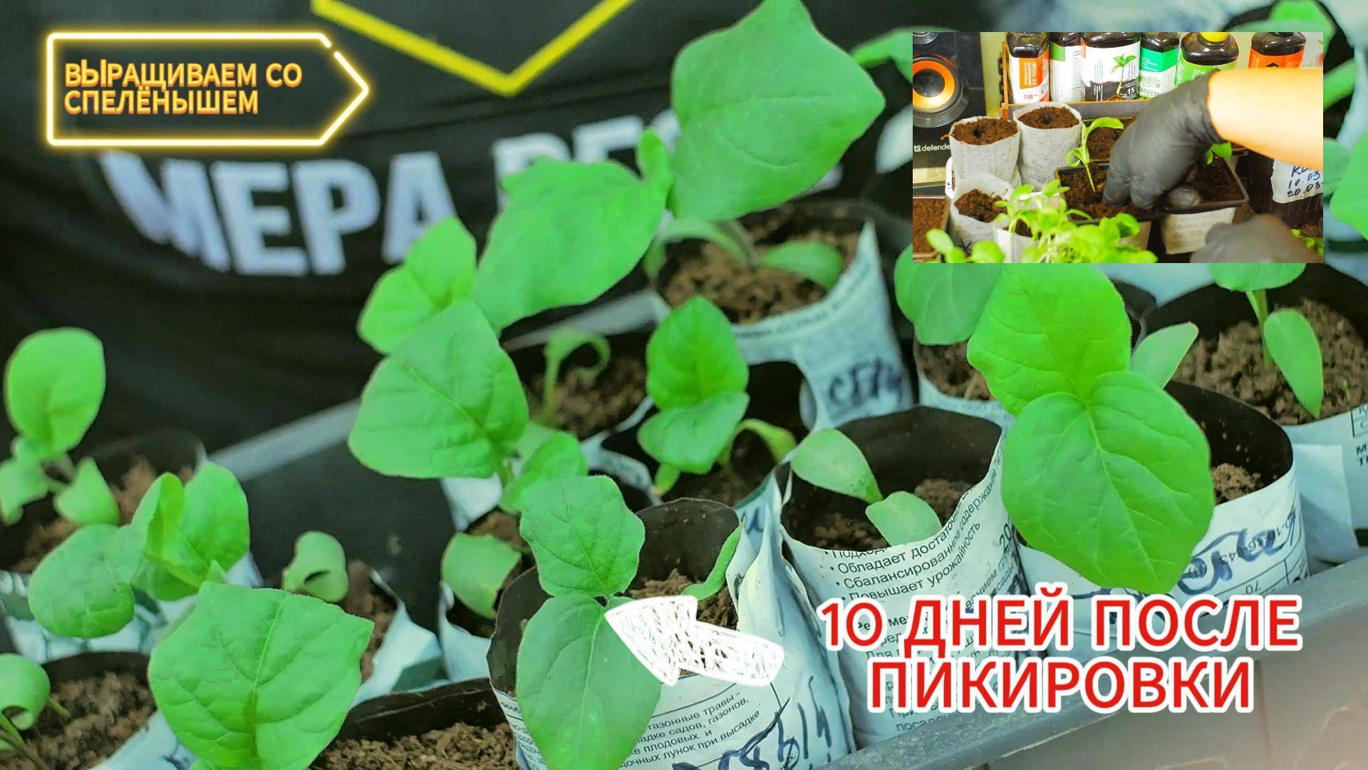 Рассаду больше не нужно сажать рано! Обзор рассады выращенной с удобрениями МЕРА и СПЕЛЁНЫШ.