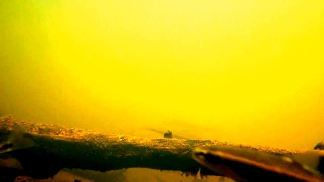 Karelian creek underwater смотреть онлайн