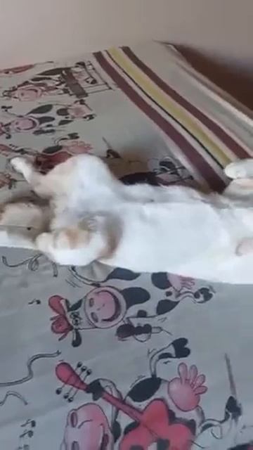 кот смотреть онлайн