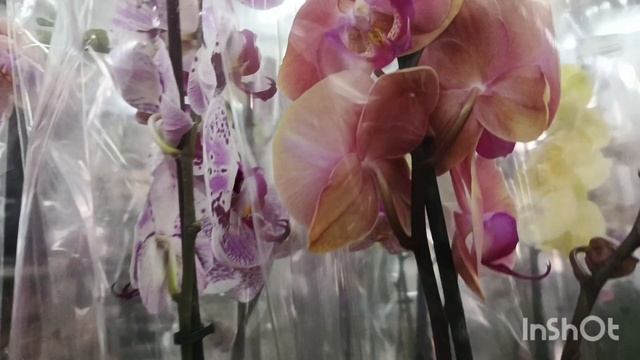 Новые орхидеи в магазине " Доминика"/10.04.25/ смотреть онлайн