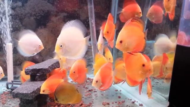 Red Yellow White Discus смотреть онлайн
