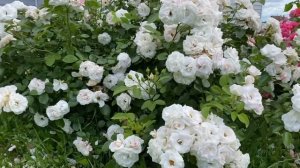 Роза Аспирин ASPIRIN ROSE 🤍