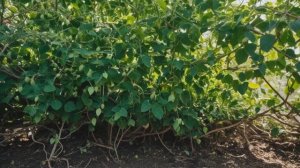 Декоративная жимолость каприфоль - Советы для сада