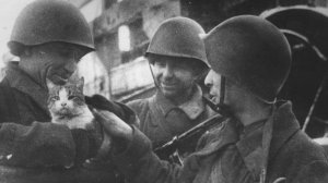 Стихотворение " Котенок Сталинграда"