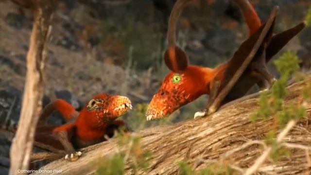 ''Bizarre'' Flying Reptile Resembling Dragon смотреть онлайн