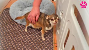 То, чего мы боялись! Возможно, мы потеряем ВСЕХ щенков... Всё совсем не так как должно было быть!