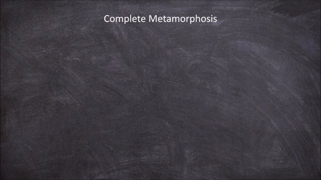 Complete and Incomplete Metamorphosis | Entomology смотреть онлайн