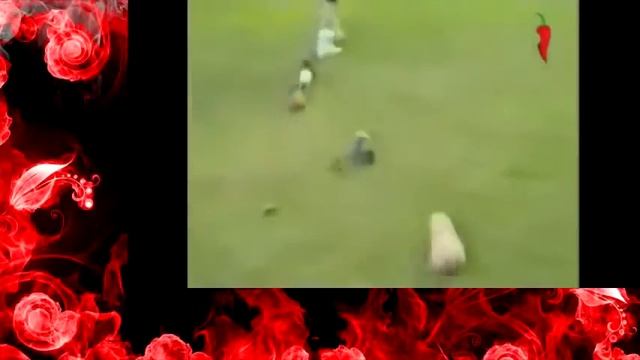 Забавные животные Подборка приколов с животными 2014 смотреть онлайн