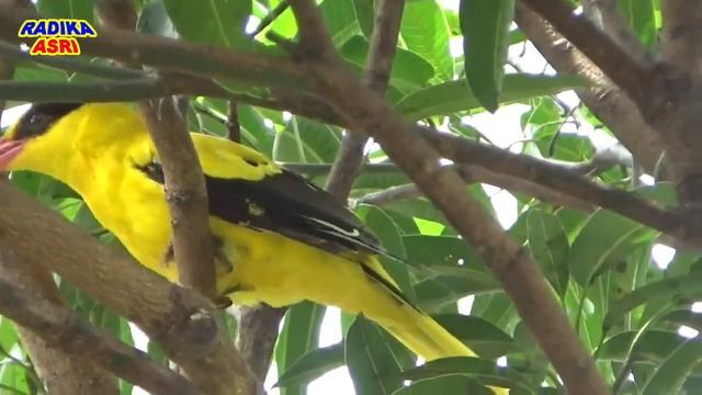 7 Fauna Endemik Pulau Jawa + Bali смотреть онлайн