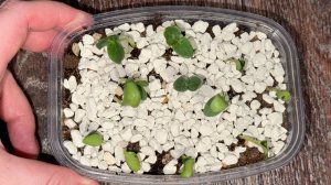 СЕМЕНА ОГУРЦОВ ВСХОДЯТ ЧЕРЕЗ СУТКИ! Лучший способ вырастить рассаду огурцов